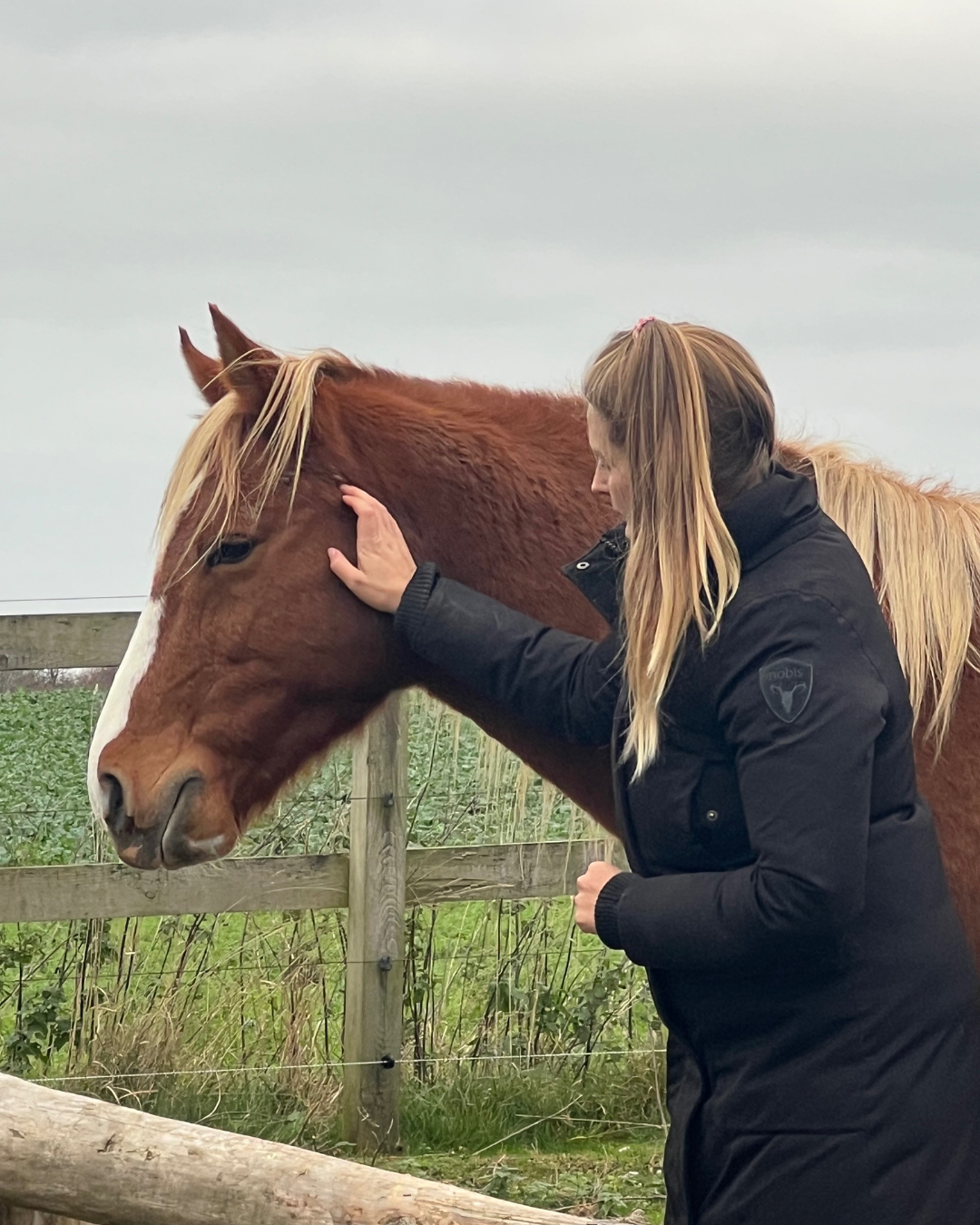 KST & FIT-behandling til din hest