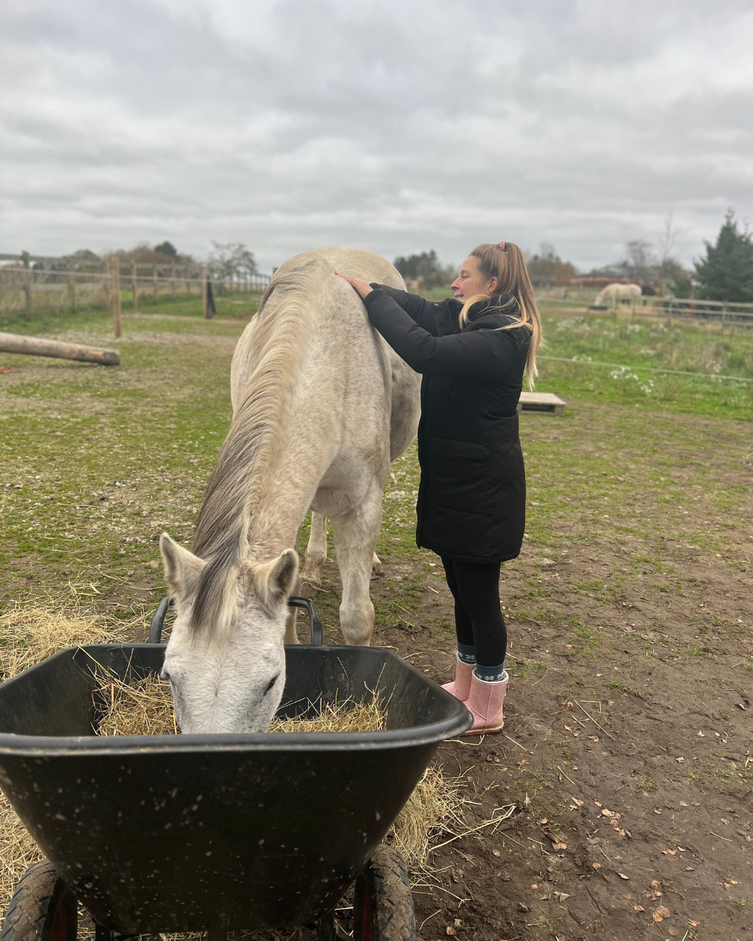 KST & FIT-behandling til din hest