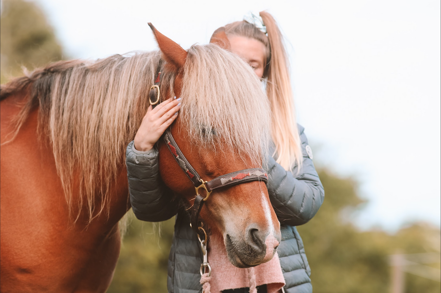 KST & FIT-behandling til din hest