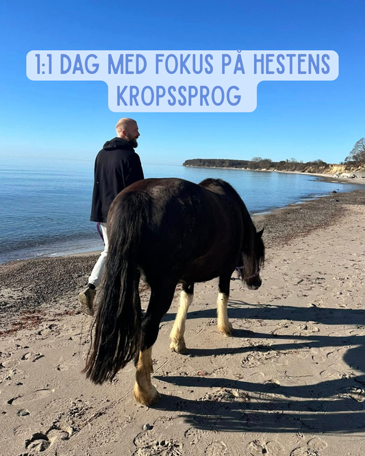 1:1 dag med fokus på hestens kropssprog