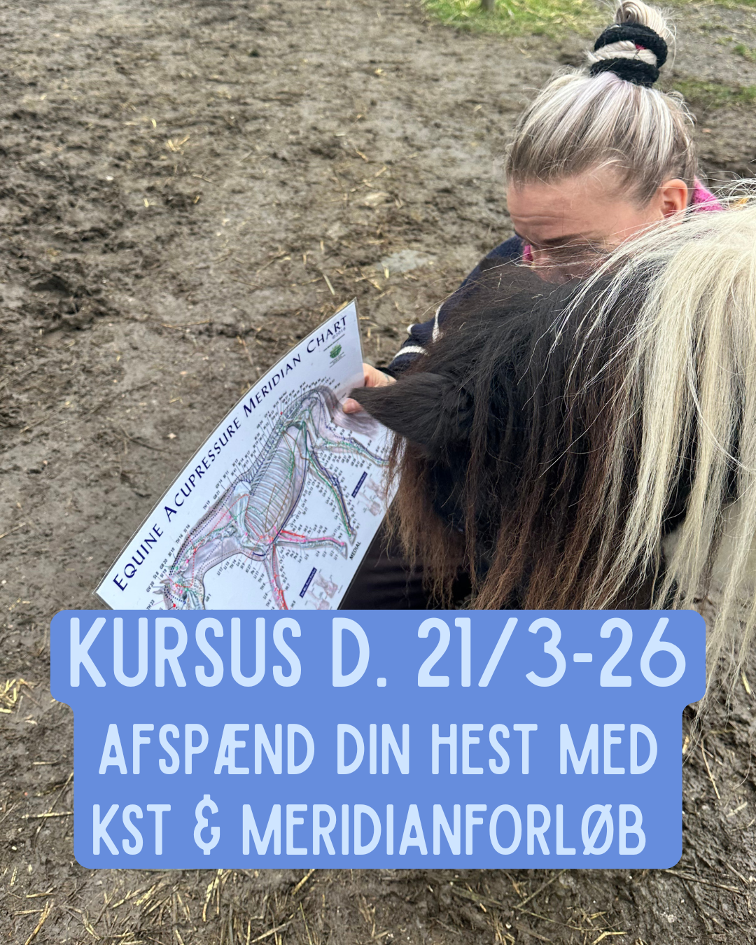 Kursus d. 21/3-26 - Afspænd din hest m. KST & Meridianforløb