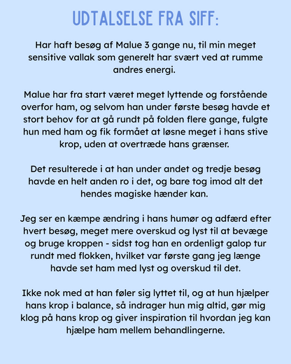 KST & FIT-behandling til din hest