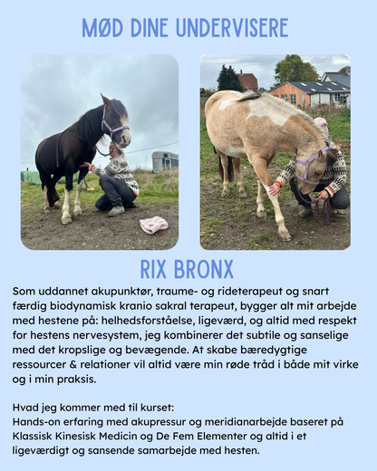 Kursus d. 28/2-26 - Afspænd din hest m. KST & Meridianforløb