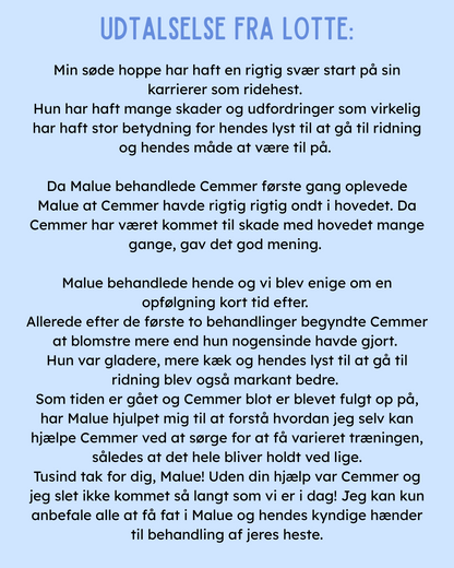 KST & FIT-behandling til din hest