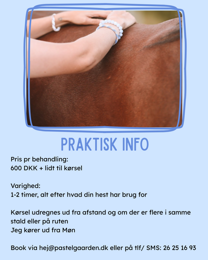 KST & FIT-behandling til din hest