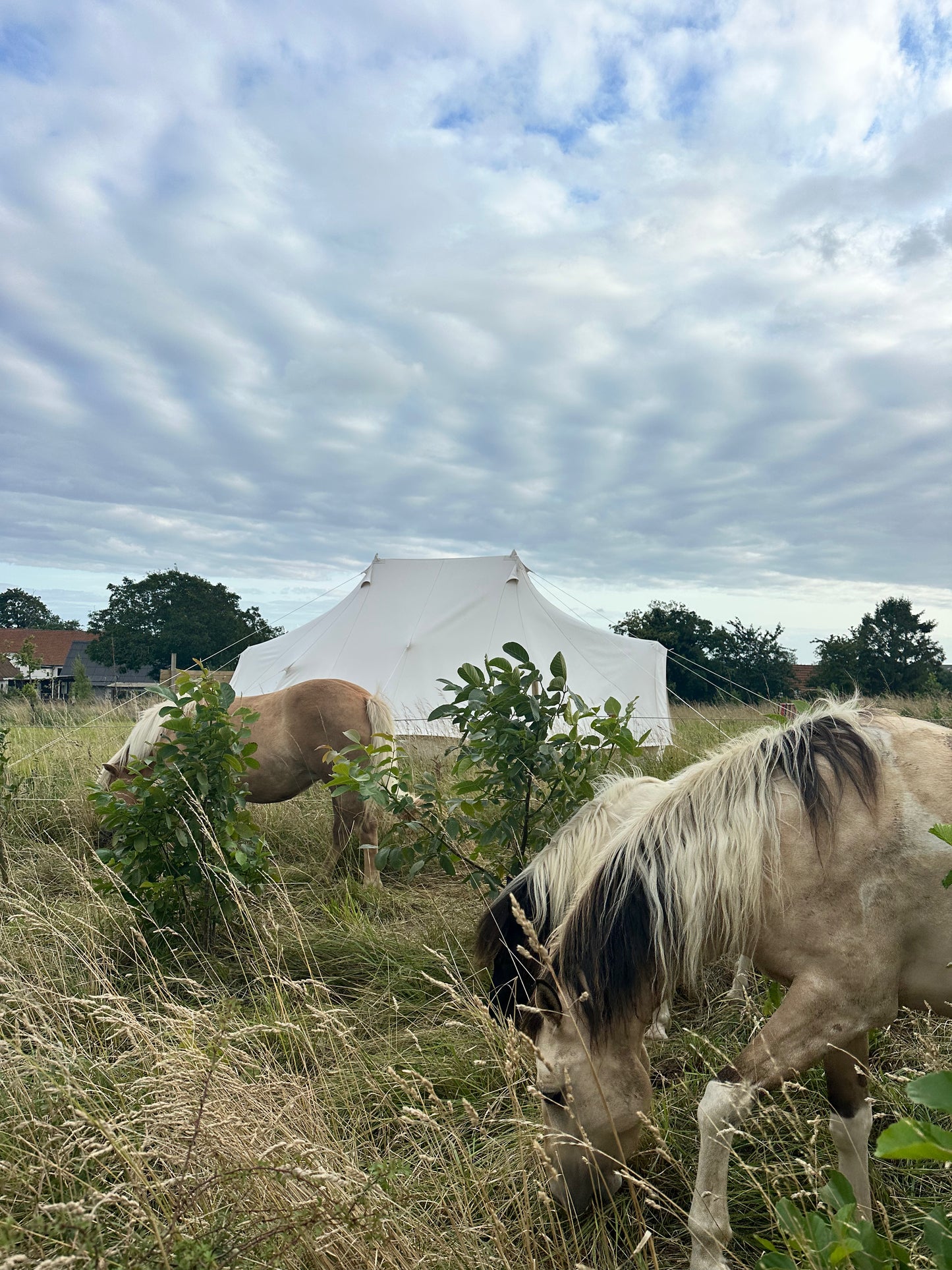 Ponyhygge & overnatning i luksustelt på Møn