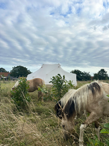 Ponyhygge & overnatning i luksustelt på Møn
