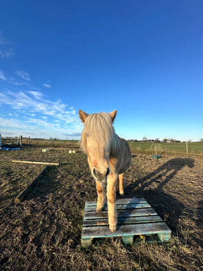 Undervisning: Klikkertræning + ligeværdig hestetræning