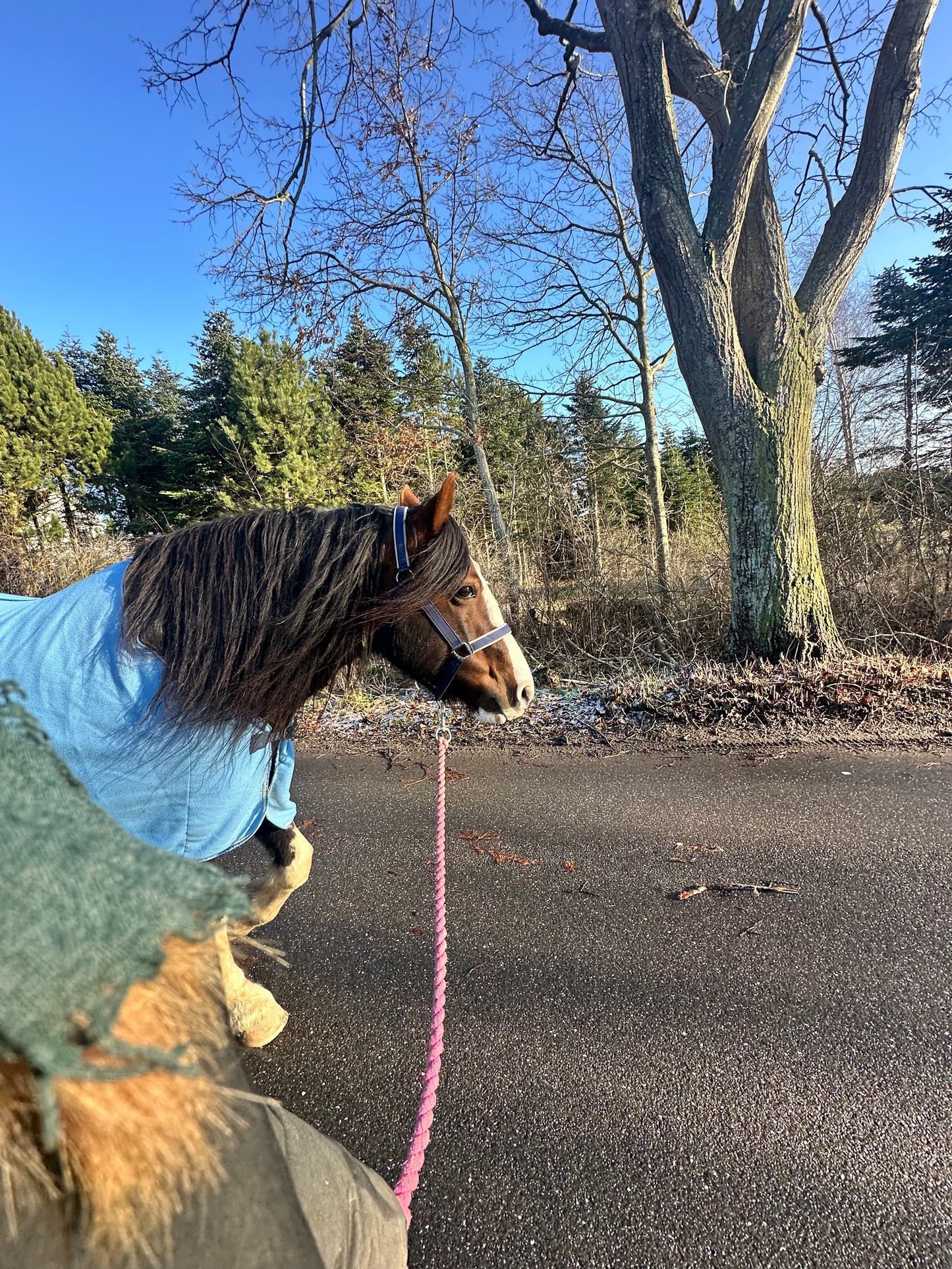 Undervisning: Klikkertræning + ligeværdig hestetræning