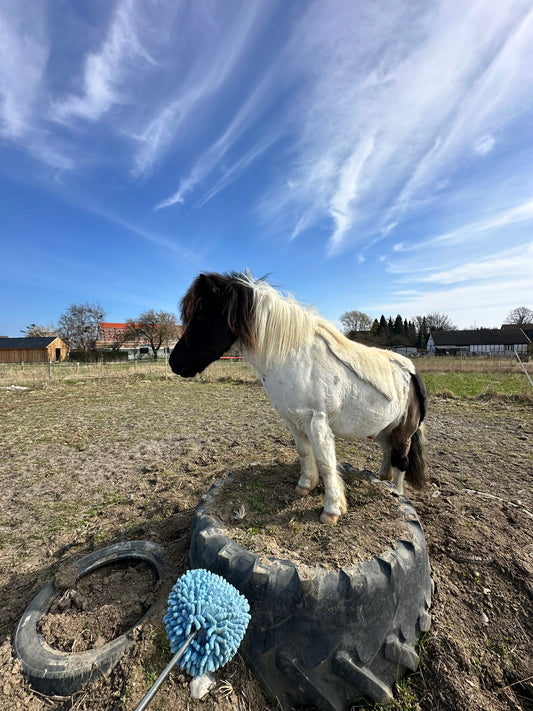 1:1 dag med fokus på hestens kropssprog