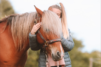 KST & FIT-behandling til din hest