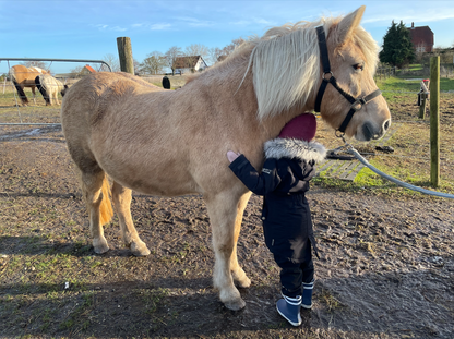 (Kommer snart) Ponyhygge & overnatning i anneks på Møn