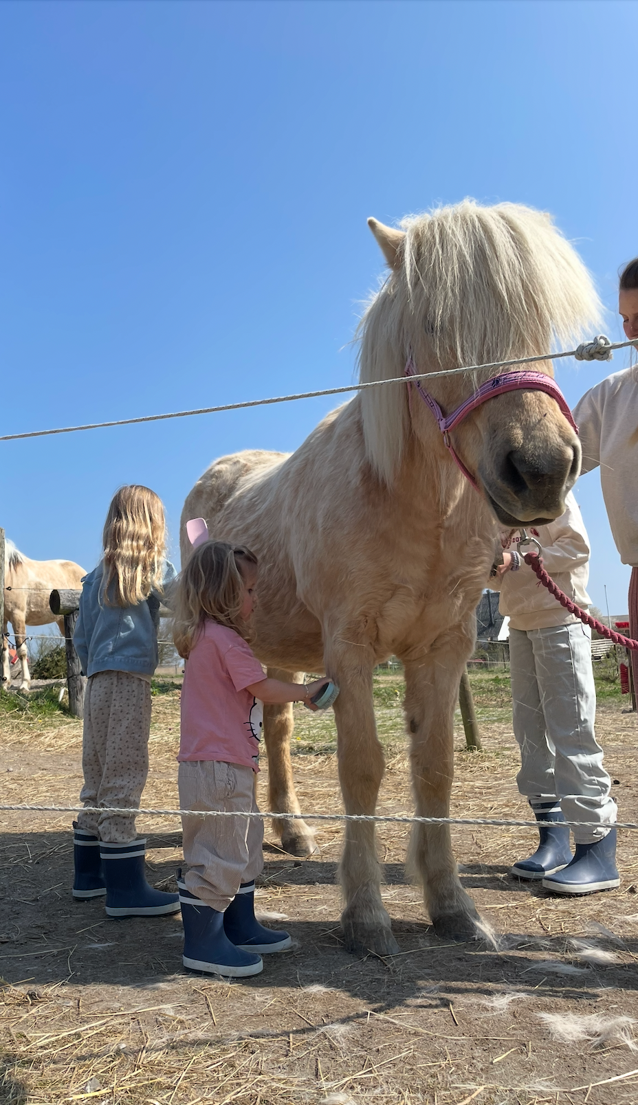 (Kommer snart) Ponyhygge & overnatning i anneks på Møn
