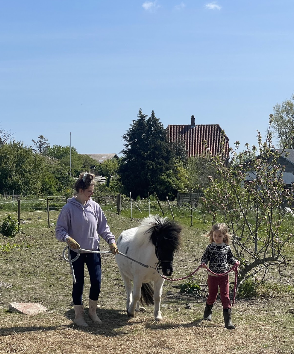 (Kommer snart) Ponyhygge & overnatning i anneks på Møn