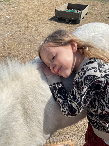 (Kommer snart) Ponyhygge & overnatning i anneks på Møn