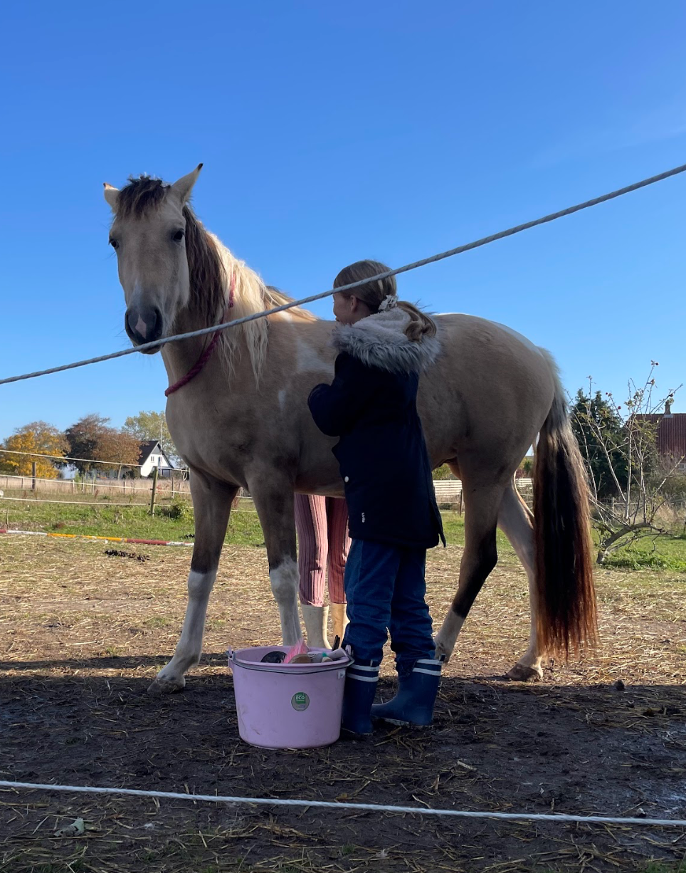 (Kommer snart) Ponyhygge & overnatning i anneks på Møn