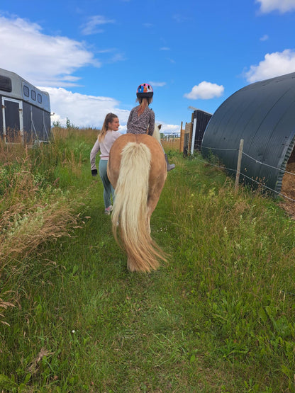 (Kommer snart) Ponyhygge & overnatning i anneks på Møn