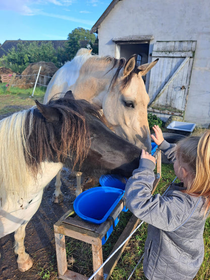 Hestevenlig rideundervisning